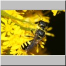 Ectemnius lapidarius - Grabwespe w05d 9mm Sandgrube Niedringhaussee-det.jpg